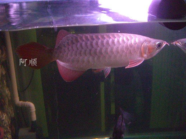 CIMG0432.jpg