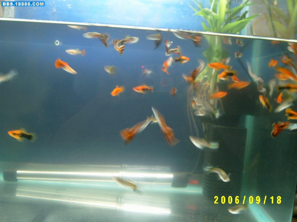 小鱼1.JPG