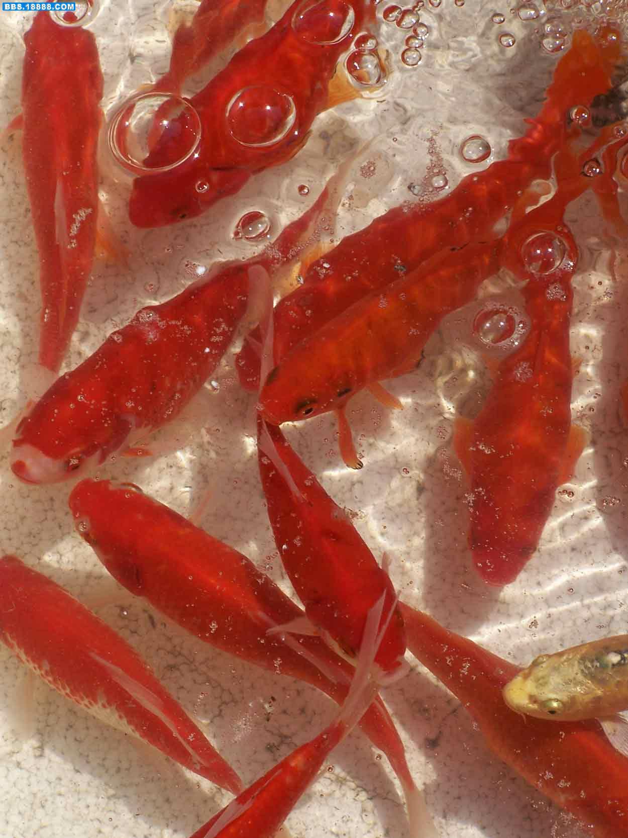 锦鲤1.jpg