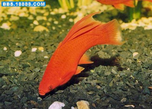 xiphophorus_helleri_1.jpg