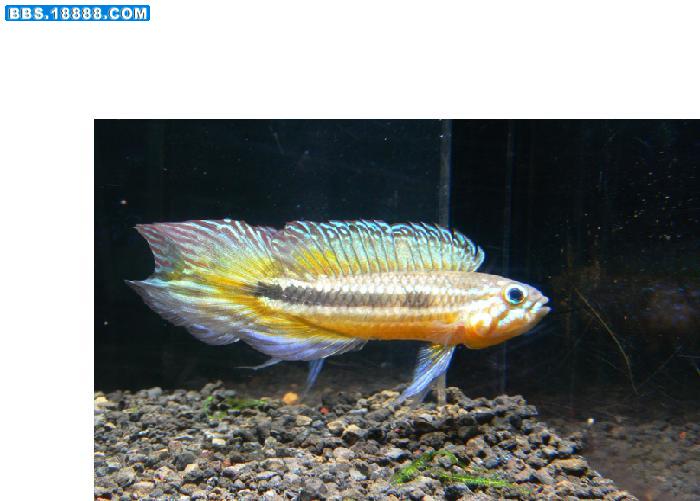 金宝.jpg