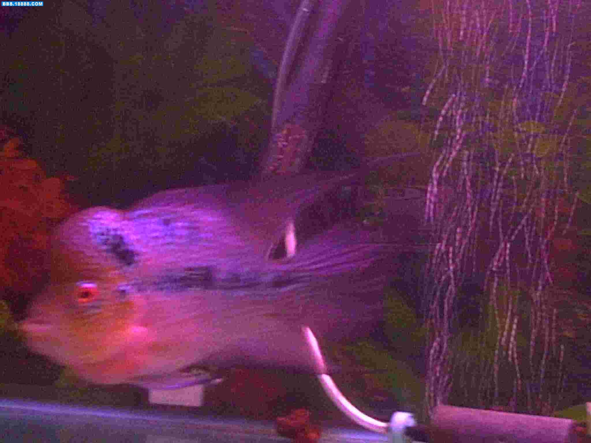 PICT0046.JPG