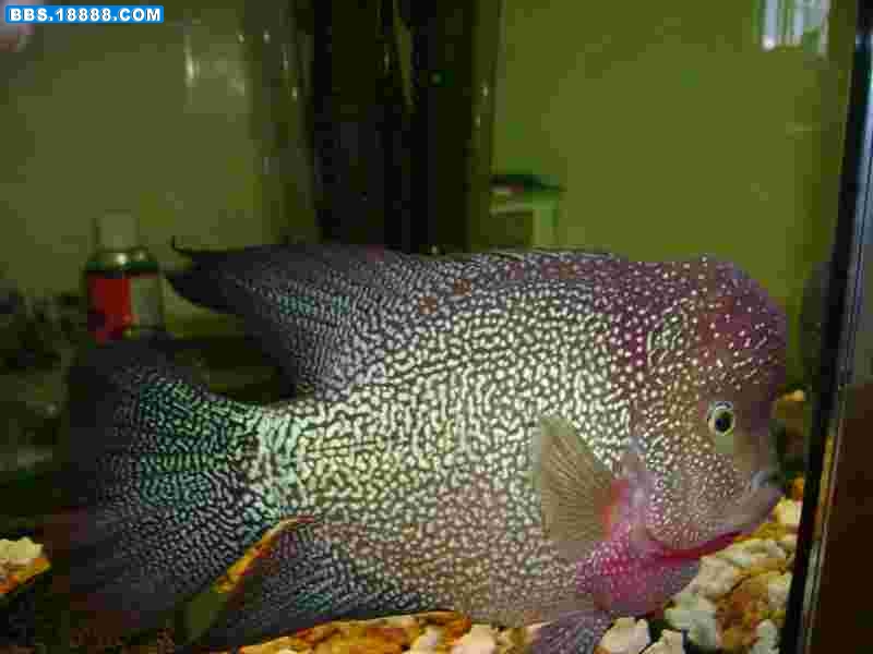 魚2.jpg