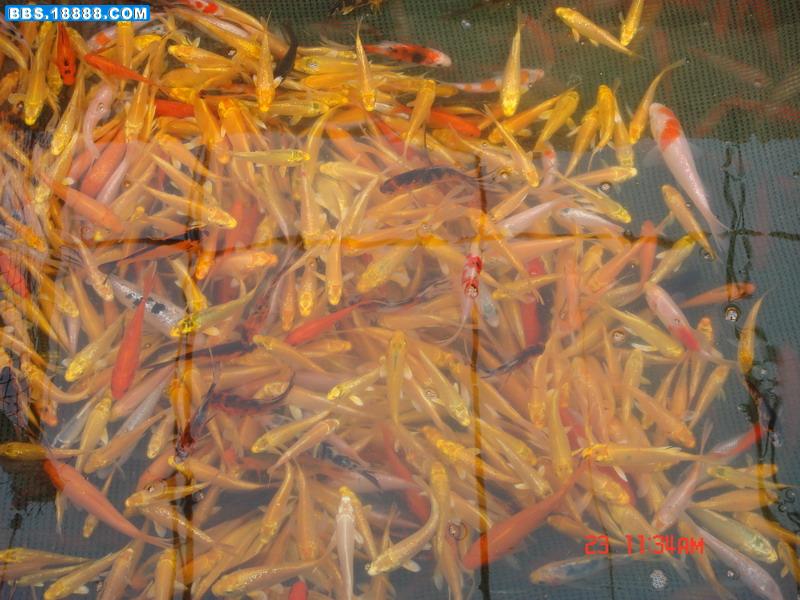 DSC02248.jpg