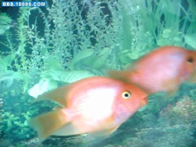 IMG0685A.jpg