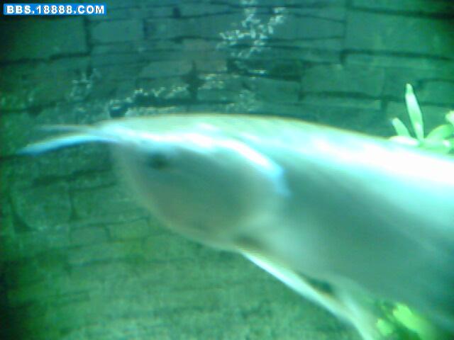 IMG0371A.jpg