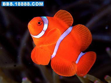 Premnas%20biaculeatus1.jpg