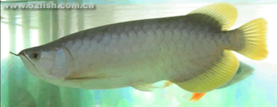 arowana-7.jpg