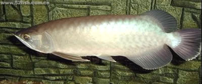 arowana-11.jpg