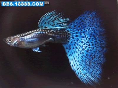 guppy-2.jpg