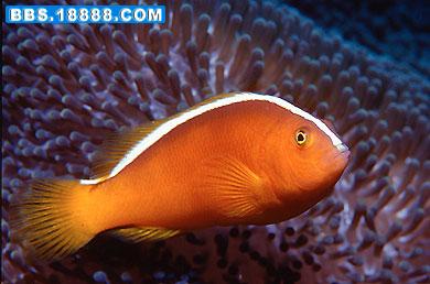 2003123-Amphiprion%20akallopisos1.jpg
