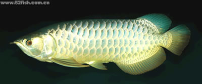 arowana-3.jpg