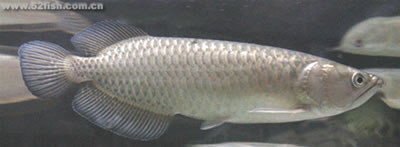 arowana-6.jpg