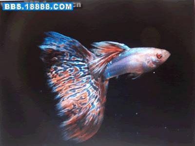 guppy-1.jpg