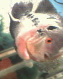 IMG0167A.jpg