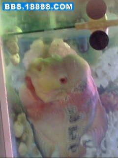 IMG0076A.jpg
