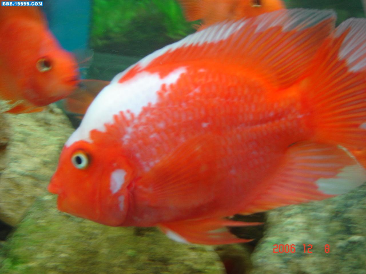 hongbai.JPG