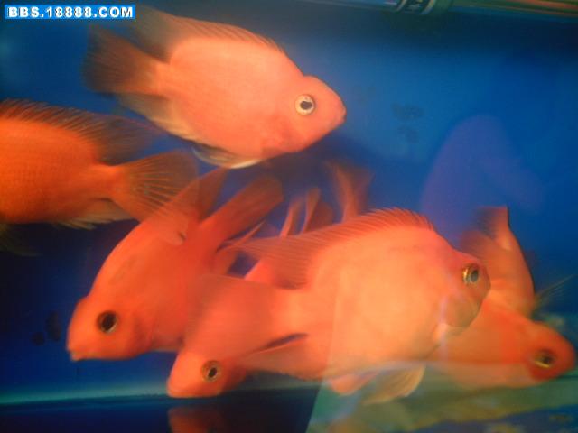 PICT0481.JPG