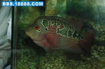 罗汉3.jpg