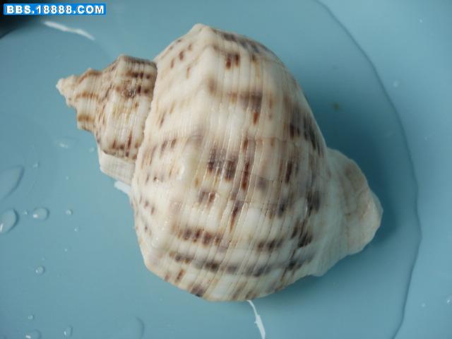DSC02855.JPG