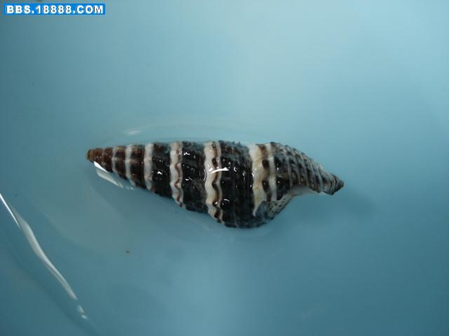 DSC02911.JPG