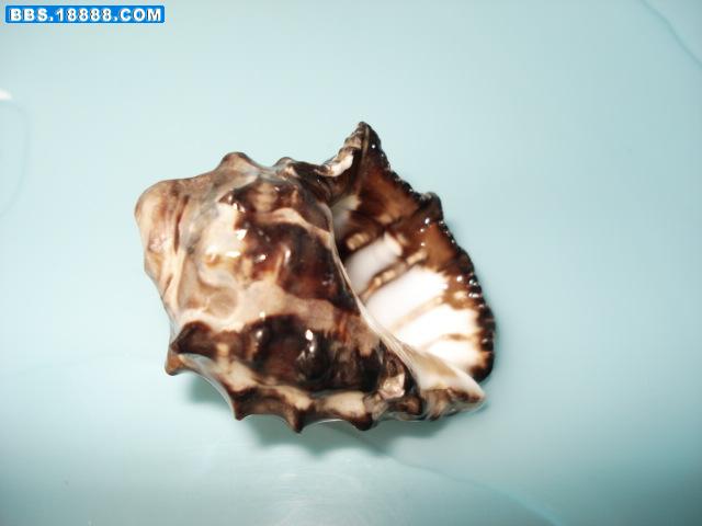 DSC02823.JPG