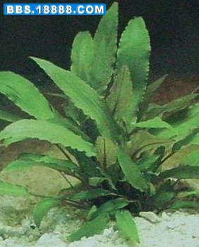 棕叶椒草.jpg