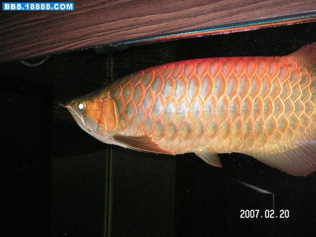 PICT0060.JPG