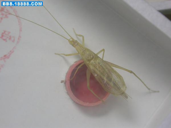 newDSCN3145.JPG