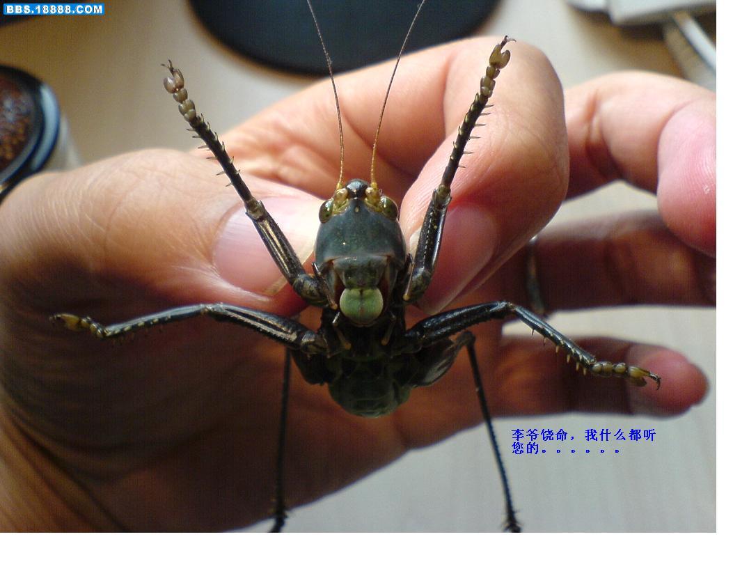 点药3.JPG