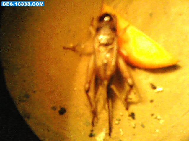 IMG3671A.jpg