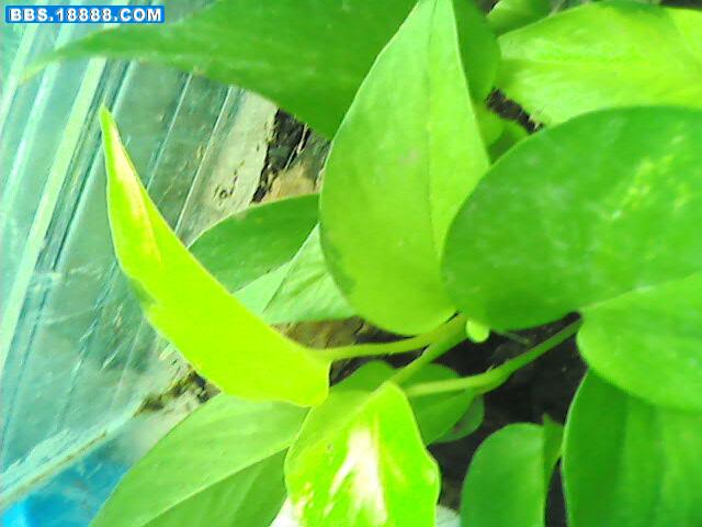 生态缸 119.jpg