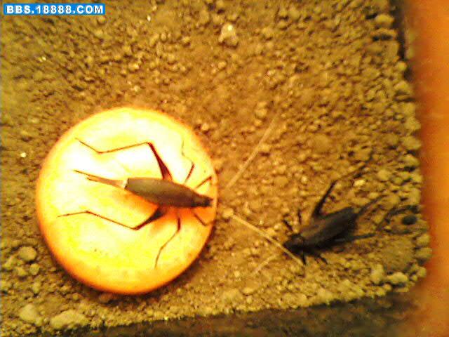 IMG3636A.jpg