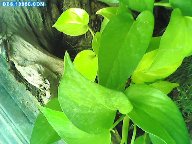 生态缸 094.jpg