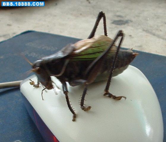DSCF0089.JPG