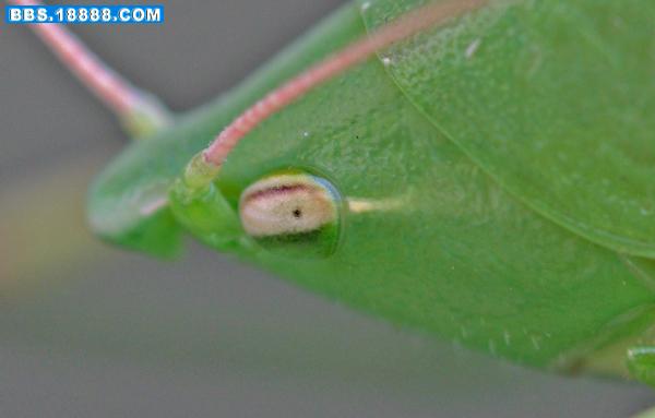 Katydid%20eye.jpg