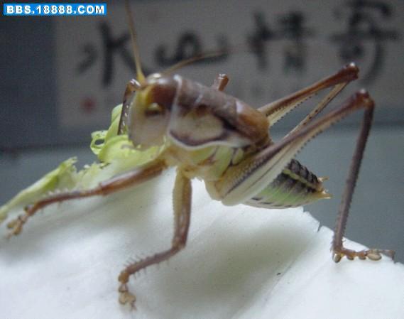蝈蝈4.jpg