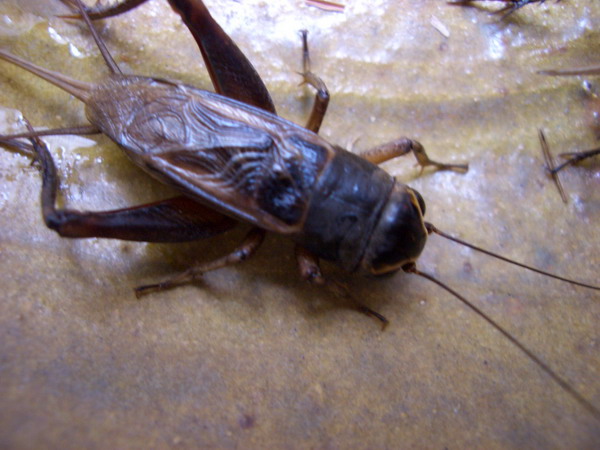 CIMG7348.jpg