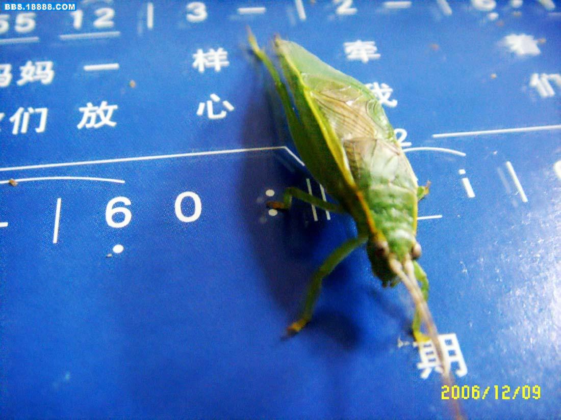 77.JPG