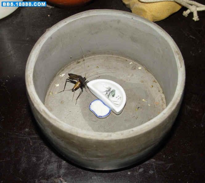 snap马铃2.jpg