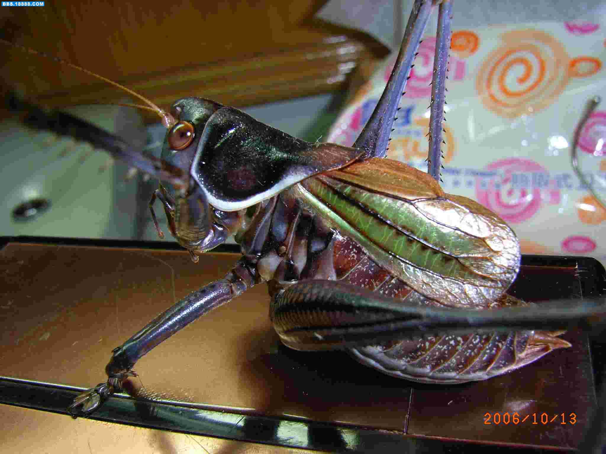 RIMG0118.JPG