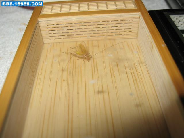 鸣虫 142.jpg