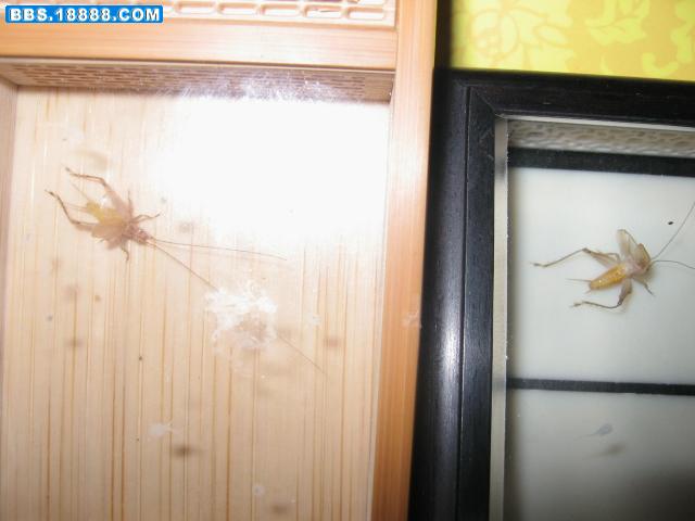 鸣虫 138.jpg