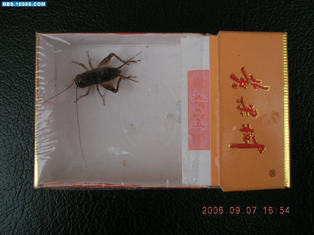 DSCN06.jpg