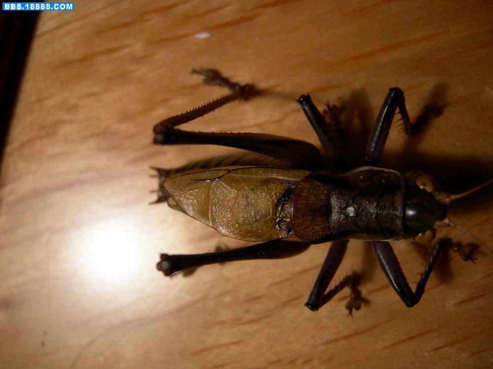 DSCN4155.JPG
