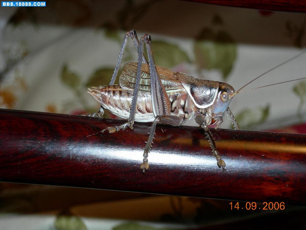 DSCN1081.JPG