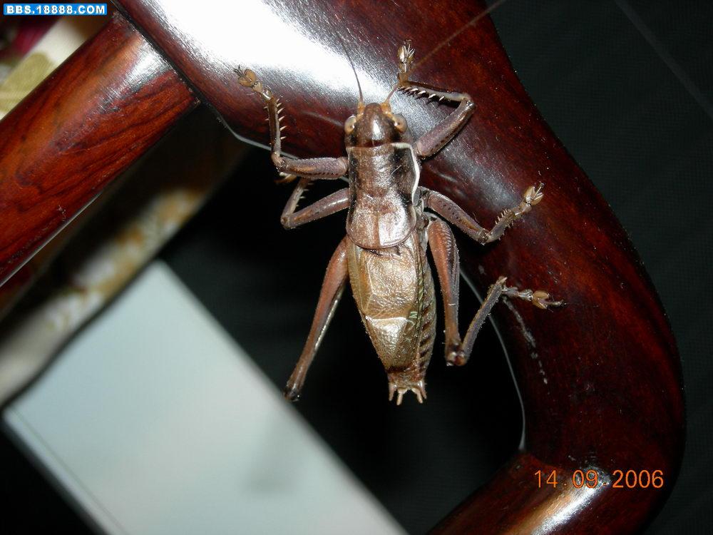 DSCN1083.JPG
