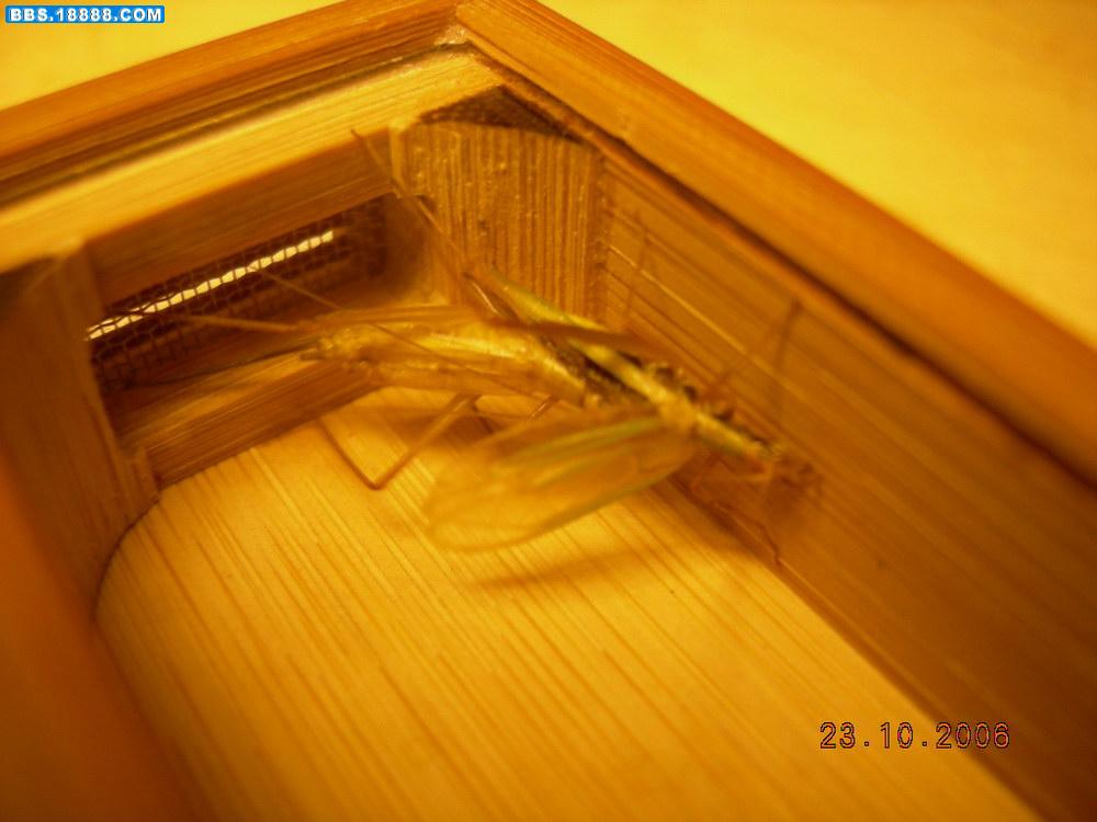 DSCN3705.JPG