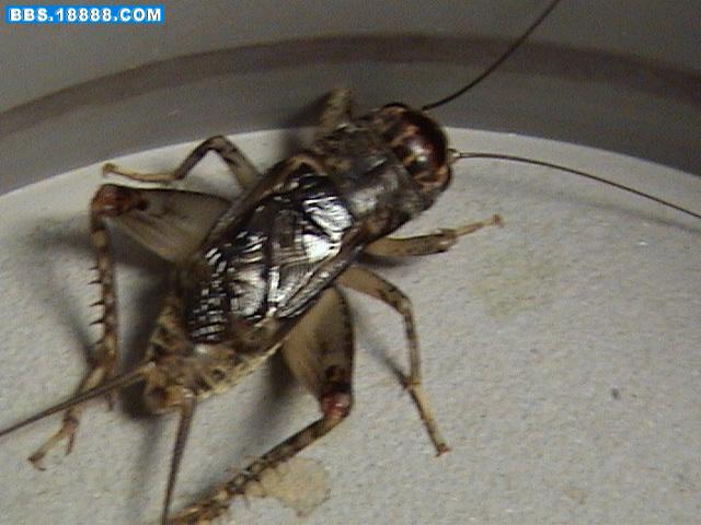 DSC02403.JPG