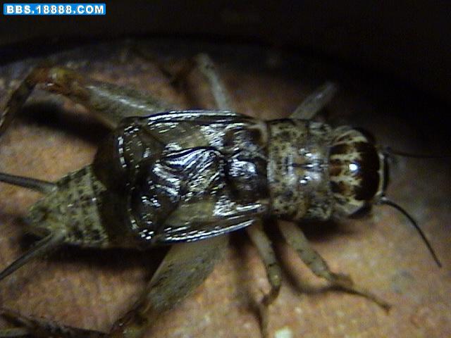 DSC02333.JPG